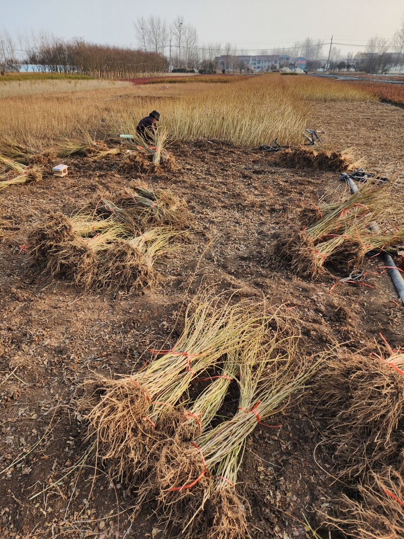 连翘小苗金钟花东北连翘80厘米长产地江苏绿化苗木基地