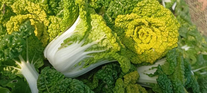 安徽精品黄心菜产地直发/大量供货中/量大从优