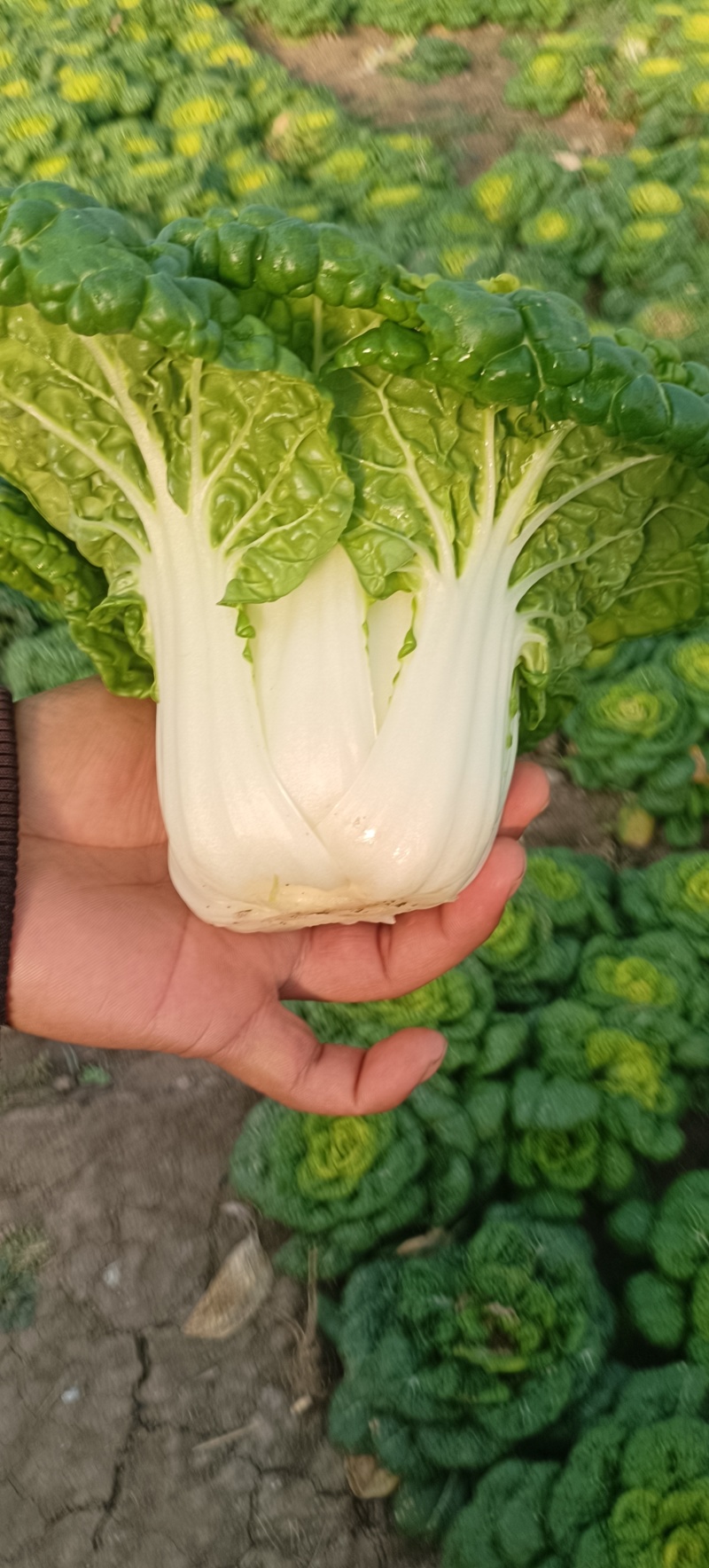 安徽精品黄心菜产地直发/大量供货中/量大从优