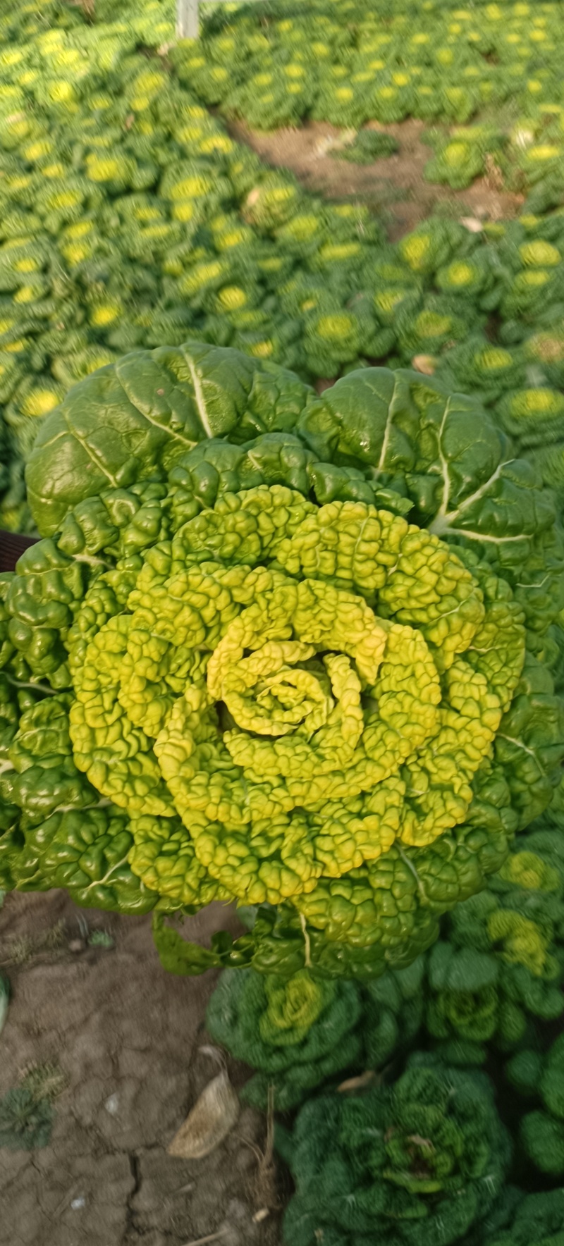 安徽精品黄心菜产地直发/大量供货中/量大从优