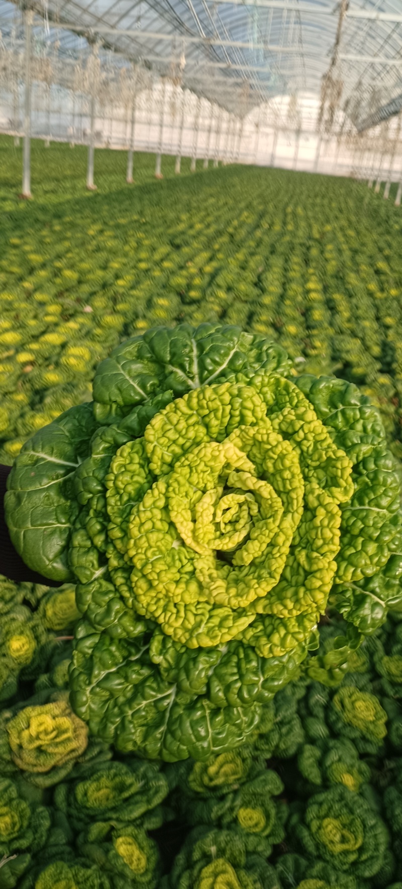 安徽精品黄心菜产地直发/大量供货中/量大从优