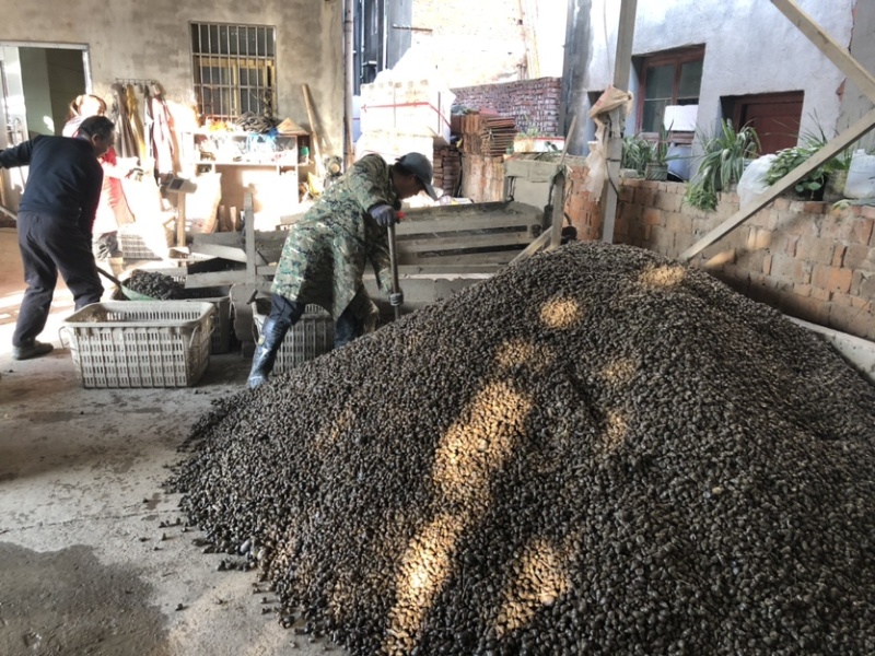 洪湖薄壳螺蛳12-1414-1616-1818以上