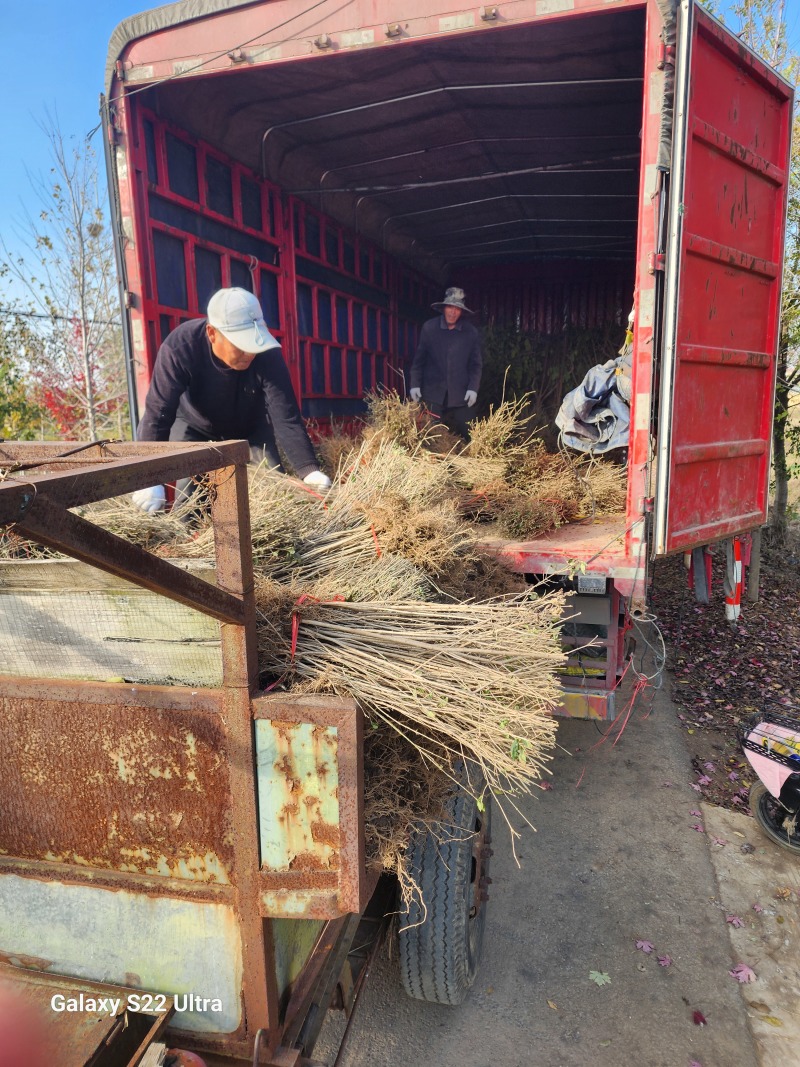 水蜡绿篱苗80厘米高水蜡产地水蜡二年生金叶水蜡毛球