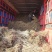 水蜡绿篱苗80厘米高水蜡产地水蜡二年生金叶水蜡毛球