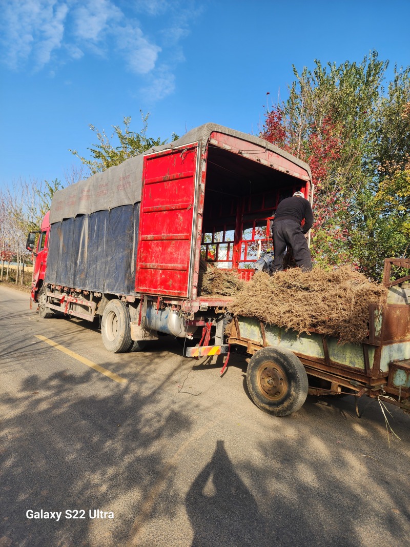 水蜡绿篱苗80厘米高水蜡产地水蜡二年生金叶水蜡毛球