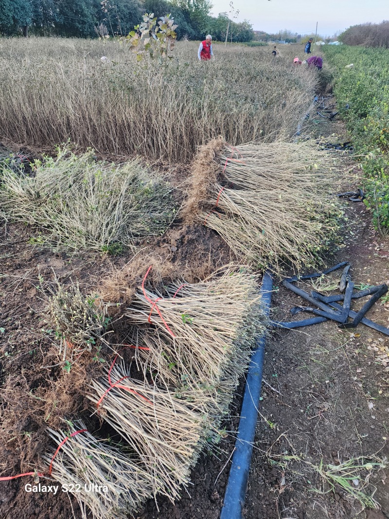 水蜡绿篱苗80厘米高水蜡产地水蜡二年生金叶水蜡毛球