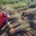 水蜡绿篱苗80厘米高水蜡产地水蜡二年生金叶水蜡毛球