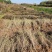 水蜡绿篱苗80厘米高水蜡产地水蜡二年生金叶水蜡毛球