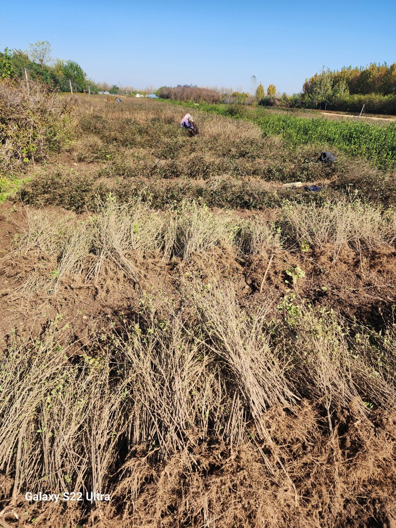 水蜡绿篱苗80厘米高水蜡产地水蜡二年生金叶水蜡毛球
