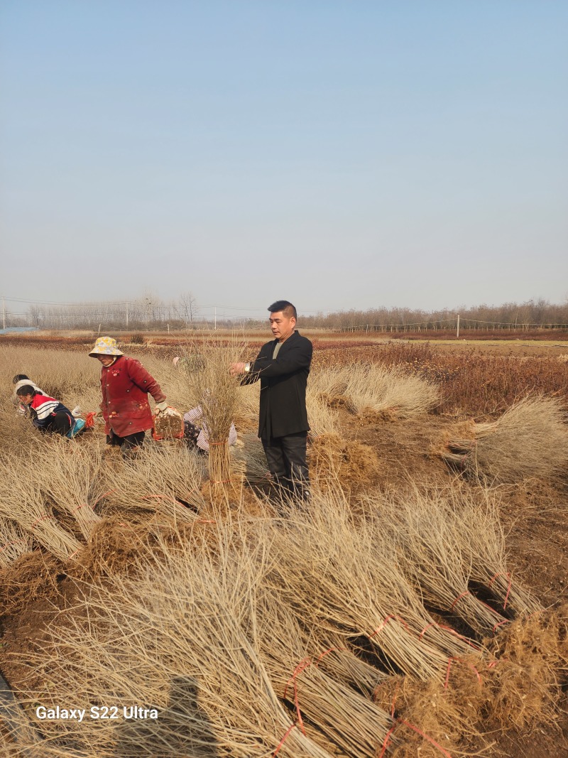 水蜡绿篱苗80厘米高水蜡产地水蜡二年生金叶水蜡毛球