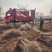 水蜡绿篱苗80厘米高水蜡产地水蜡二年生金叶水蜡毛球