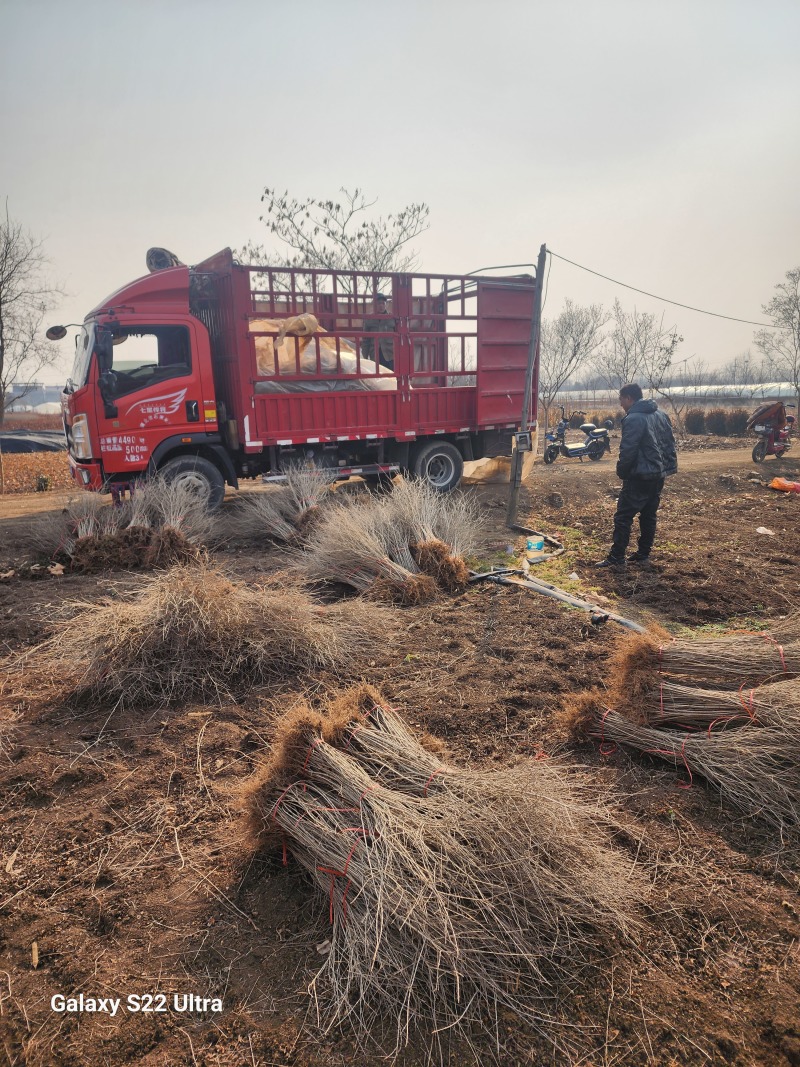 水蜡绿篱苗80厘米高水蜡产地水蜡二年生金叶水蜡毛球