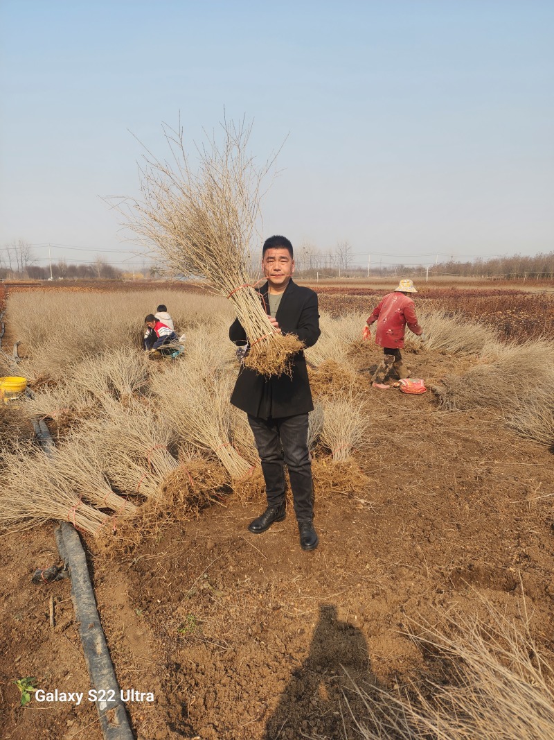 水蜡绿篱苗80厘米高水蜡产地水蜡二年生金叶水蜡毛球