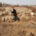 水蜡绿篱苗80厘米高水蜡产地水蜡二年生金叶水蜡毛球