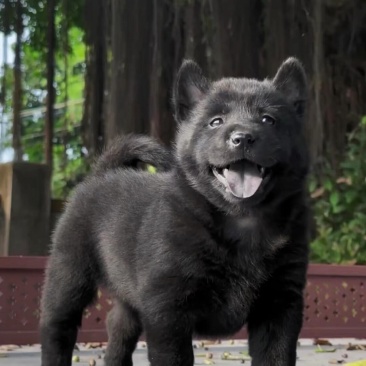 五黑犬幼犬，两个多月，骨架大，毛色纯正，品相好