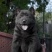 五黑犬幼犬，两个多月，骨架大，毛色纯正，品相好