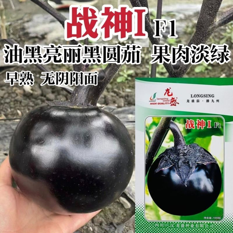 红元宝圆茄种子大红袍茄种籽紫红皮圆茄籽抗病高产四季大田种