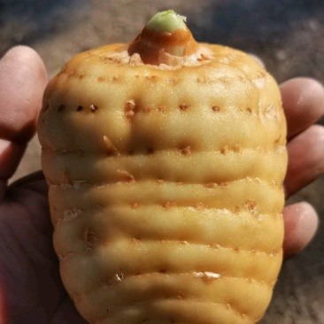 小草坝（绿天麻）简称青天麻自己种植的