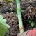 小草坝（绿天麻）简称青天麻自己种植的