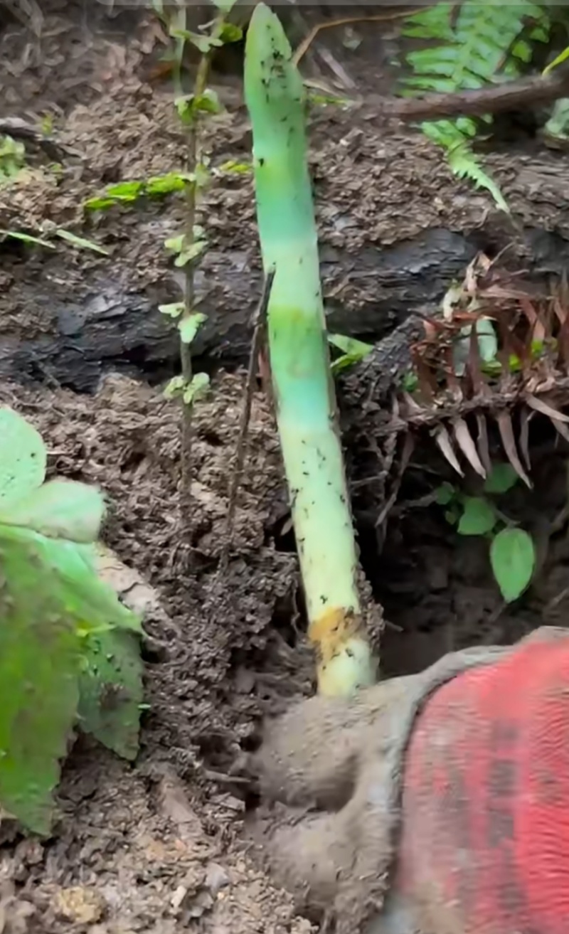 小草坝（绿天麻）简称青天麻自己种植的