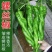 西域蛟龙无限生长型螺丝椒早中熟品种椒条顺直商品性好产量高