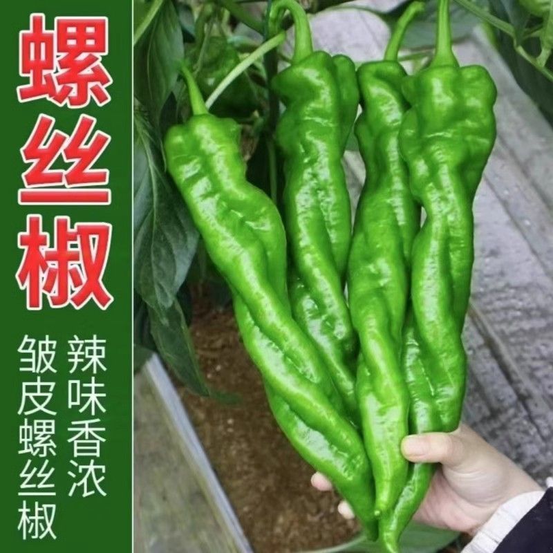 西域蛟龙无限生长型螺丝椒早中熟品种椒条顺直商品性好产量高