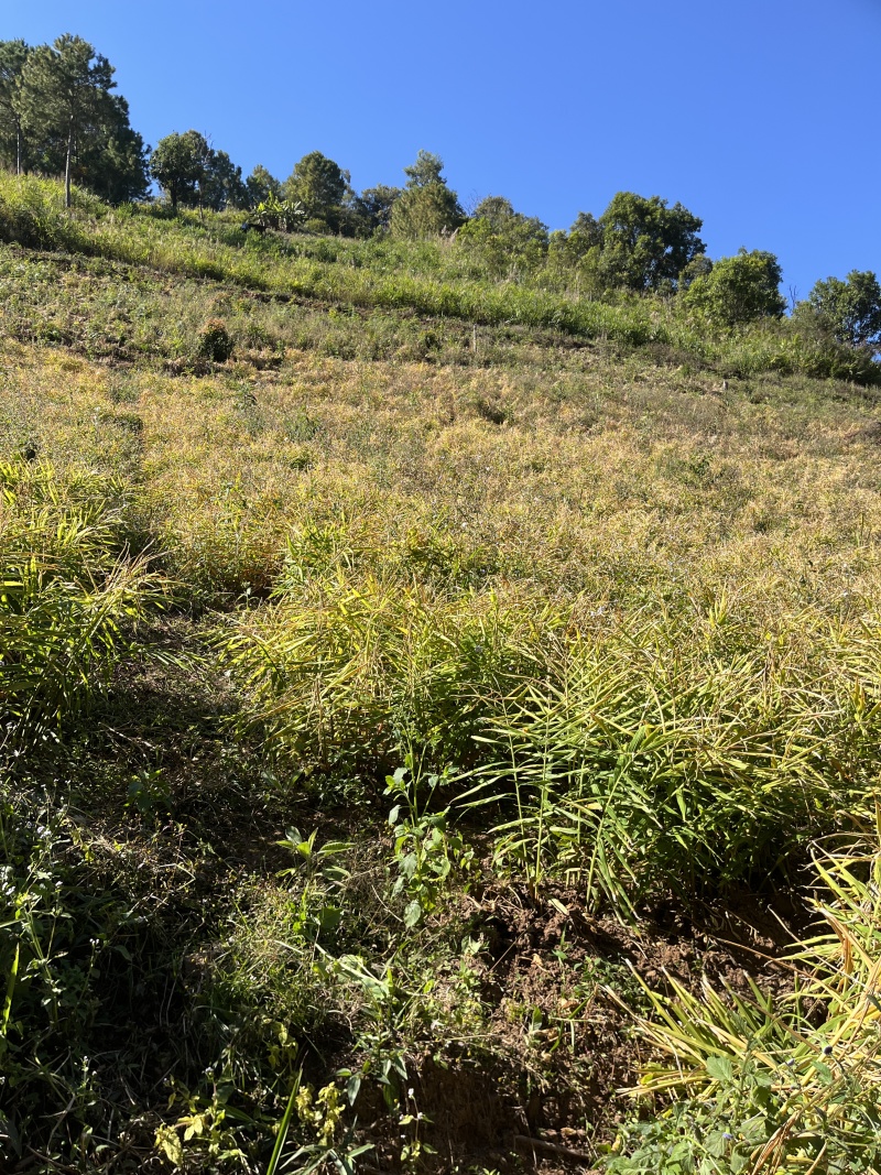 生姜，有七亩地