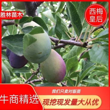西梅苗法兰西梅苗基地现挖现发量大从优规格齐全