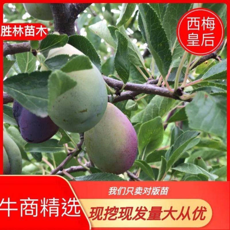 西梅苗法兰西梅苗基地现挖现发量大从优规格齐全