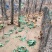 散养跑山鸡