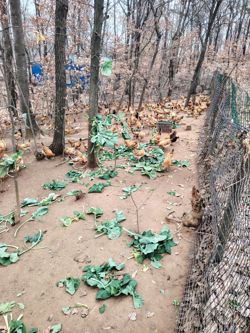 散养跑山鸡
