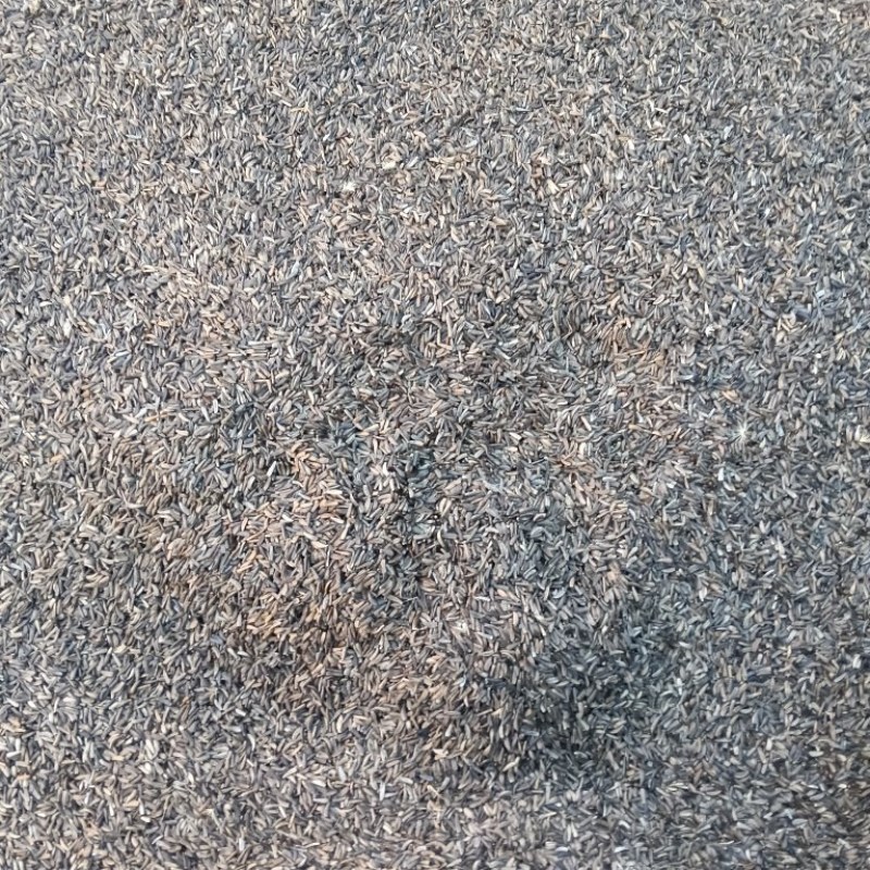 优质木香籽