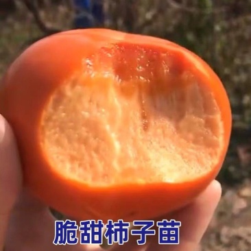 柿苗阳丰甜柿苗，柿子树苗嫁接甜脆特大柿子树苗南北方种
