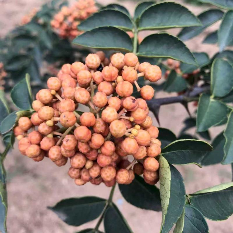 花椒苗大红袍无刺花椒树苗当年结果包技术地栽
