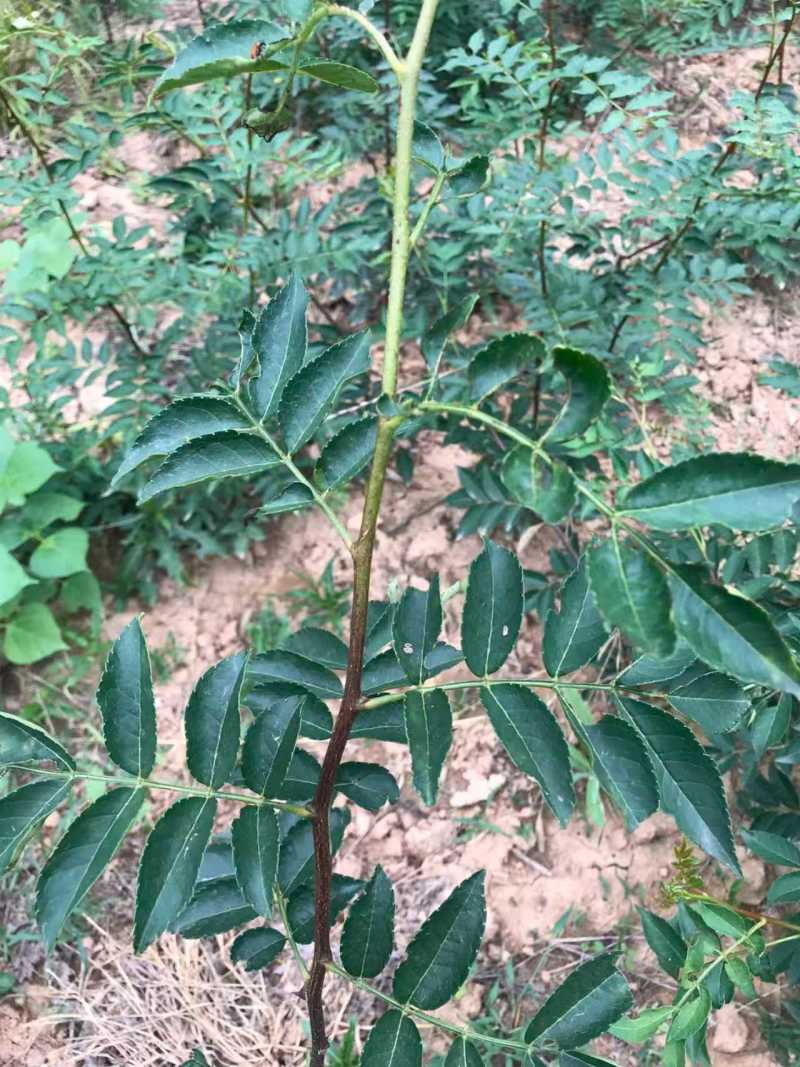 花椒苗大红袍无刺花椒树苗当年结果包技术地栽
