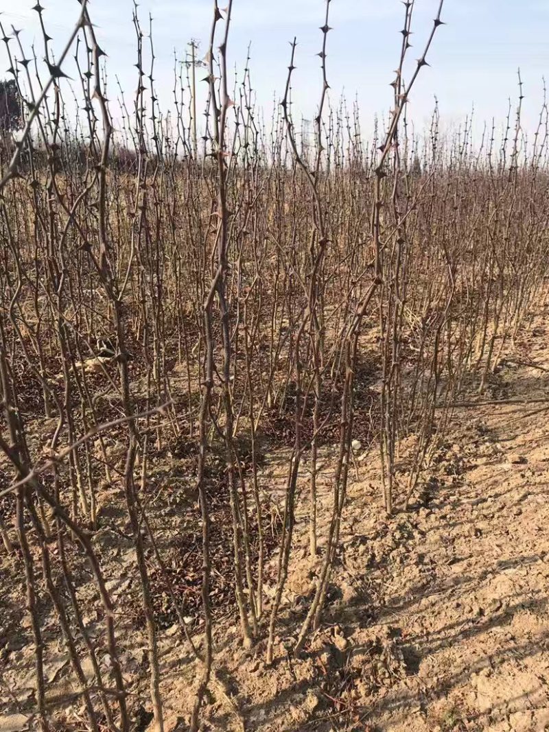 花椒苗大红袍无刺花椒树苗当年结果包技术地栽