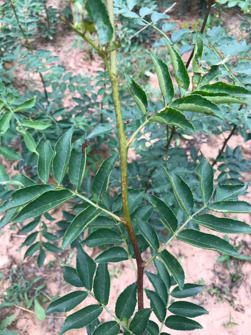花椒苗大红袍无刺花椒树苗当年结果包技术地栽