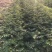 花椒苗大红袍无刺花椒树苗当年结果包技术地栽
