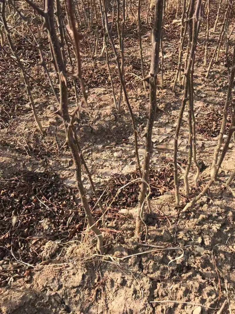 花椒苗大红袍无刺花椒树苗当年结果包技术地栽