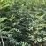 花椒苗大红袍无刺花椒树苗当年结果包技术地栽