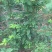 花椒苗大红袍无刺花椒树苗当年结果包技术地栽