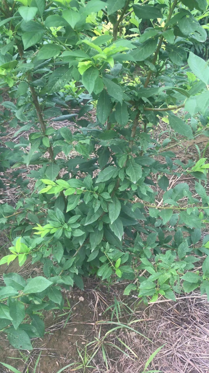 花椒苗大红袍无刺花椒树苗当年结果包技术地栽