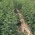 花椒苗大红袍无刺花椒树苗当年结果包技术地栽