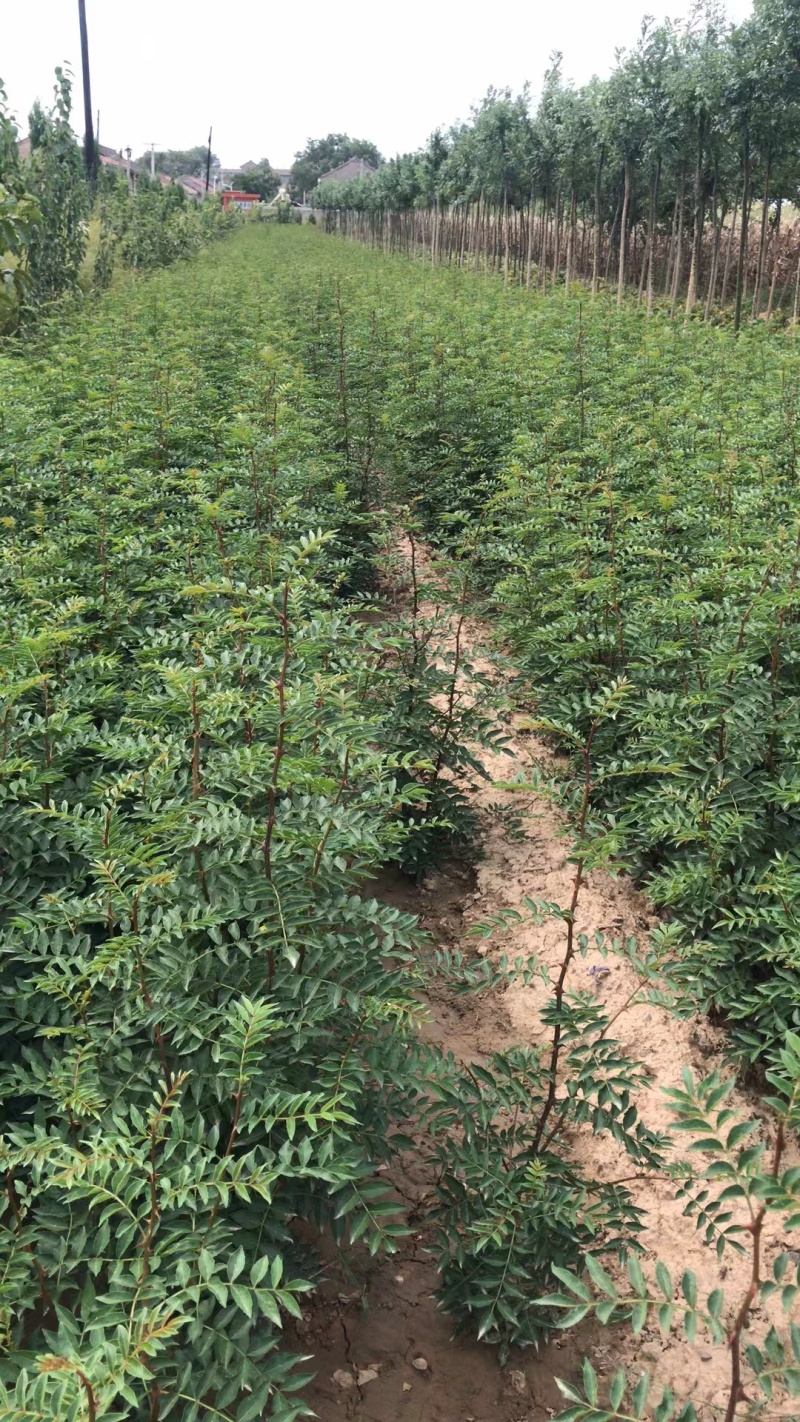 花椒苗大红袍无刺花椒树苗当年结果包技术地栽