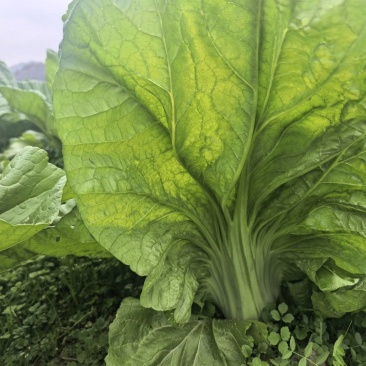 贵州凯里2000亩青菜（芥菜）上市，欢迎各大酸菜厂家合作