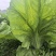 贵州凯里2000亩青菜（芥菜）上市，欢迎各大酸菜厂家合作