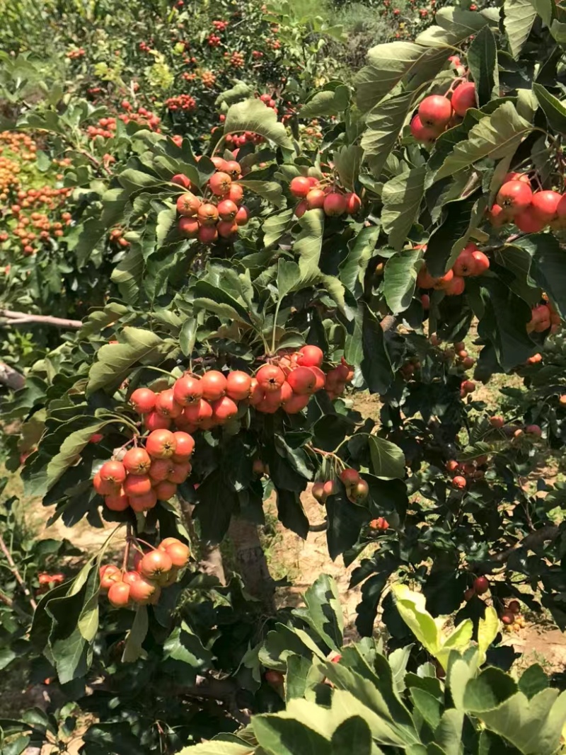 【精选】山楂树山西特色山楂树根系发达现挖现发