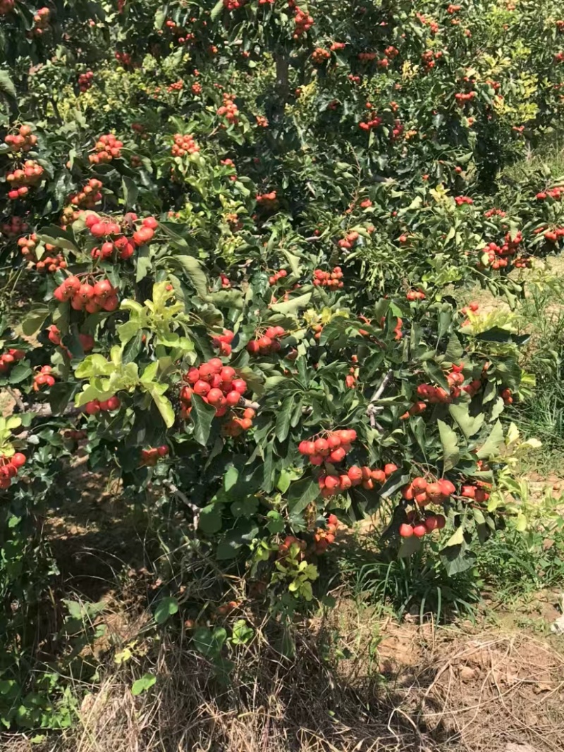 【精选】山楂树山西特色山楂树根系发达现挖现发