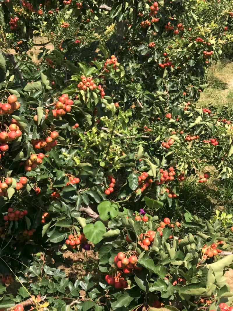 【精选】山楂树山西特色山楂树根系发达现挖现发
