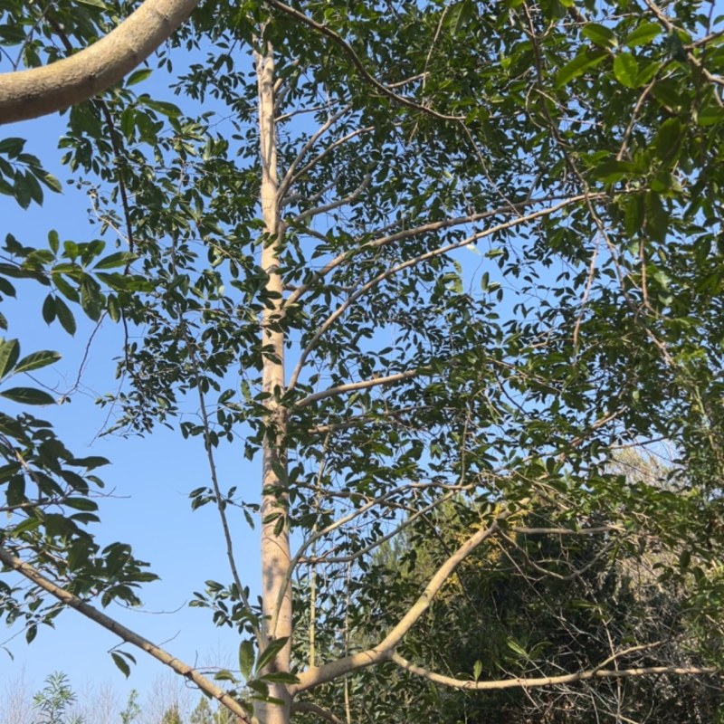 乐昌：江西省宜春市奉新县邹家苗圃种植基地欢迎各位来电咨询